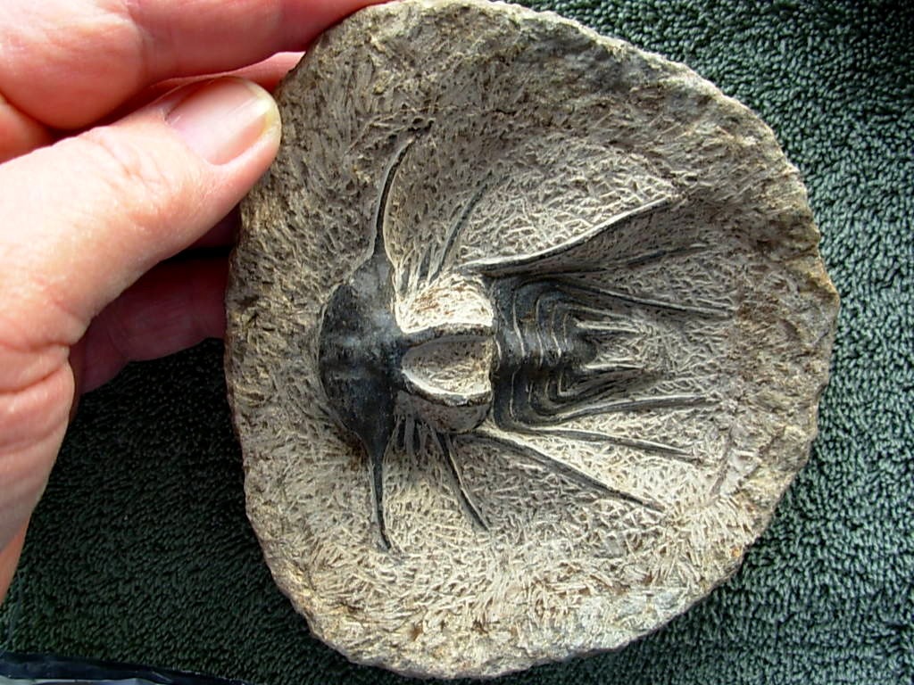 Dicranurus monstrosus #1 Trilobite from Morocco