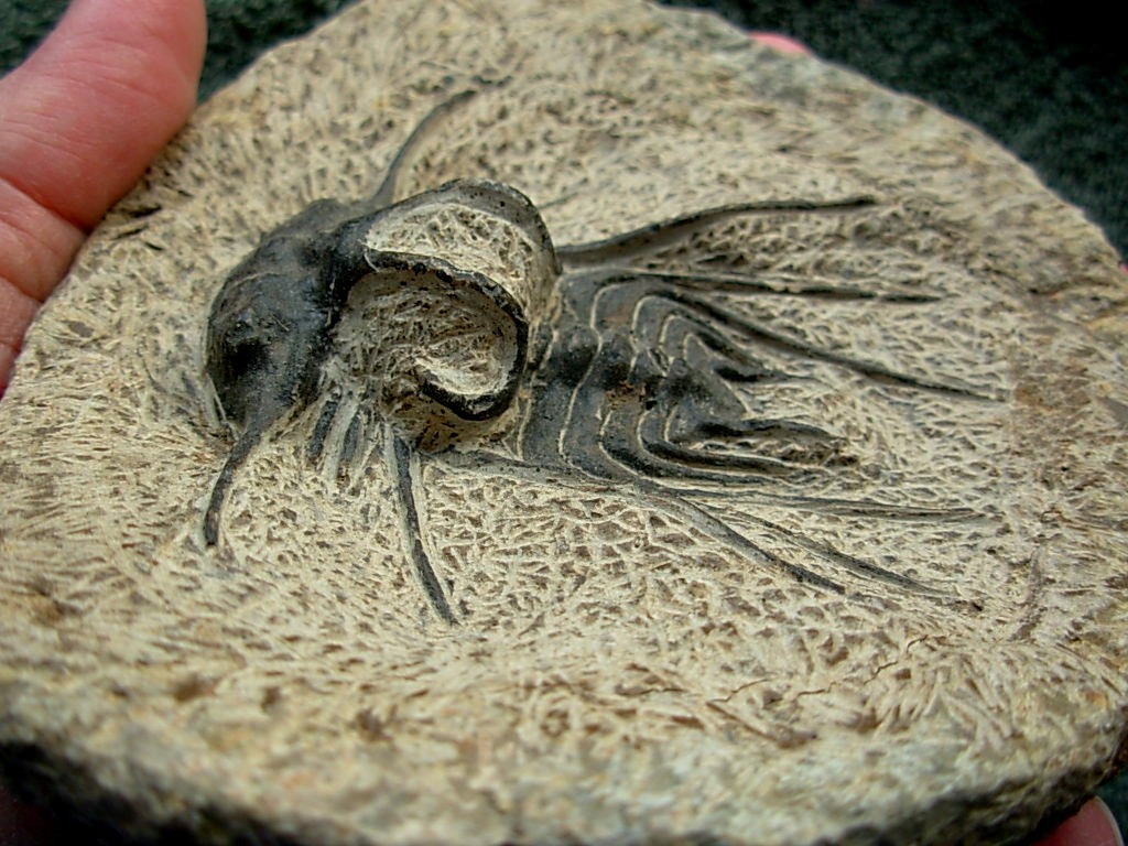 Dicranurus monstrosus #1 Trilobite from Morocco