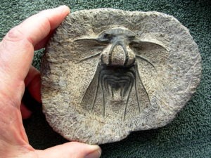 Dicranurus monstrosus #2 Trilobite from Morocco