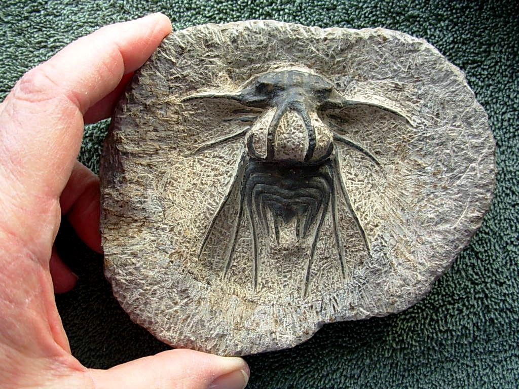 Dicranurus monstrosus #2 Trilobite from Morocco