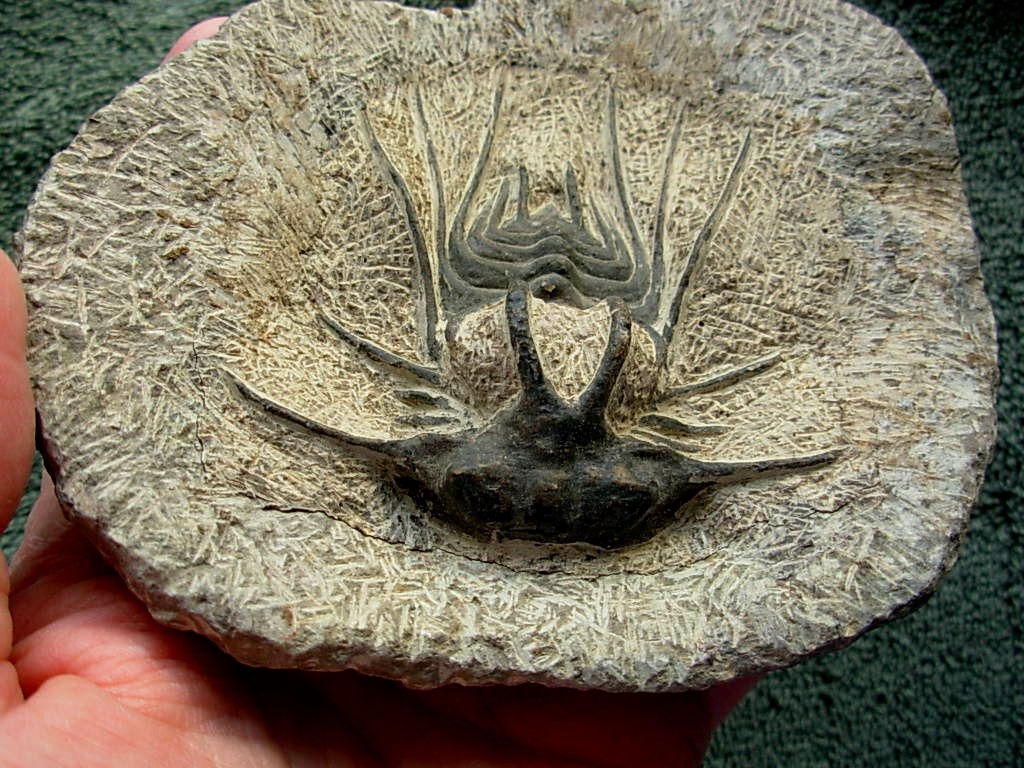 Dicranurus monstrosus #2 Trilobite from Morocco