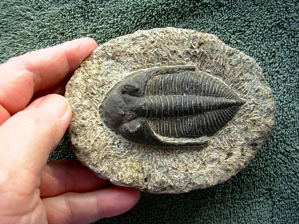Odontochile spinifera #1 Trilobite from Morocco