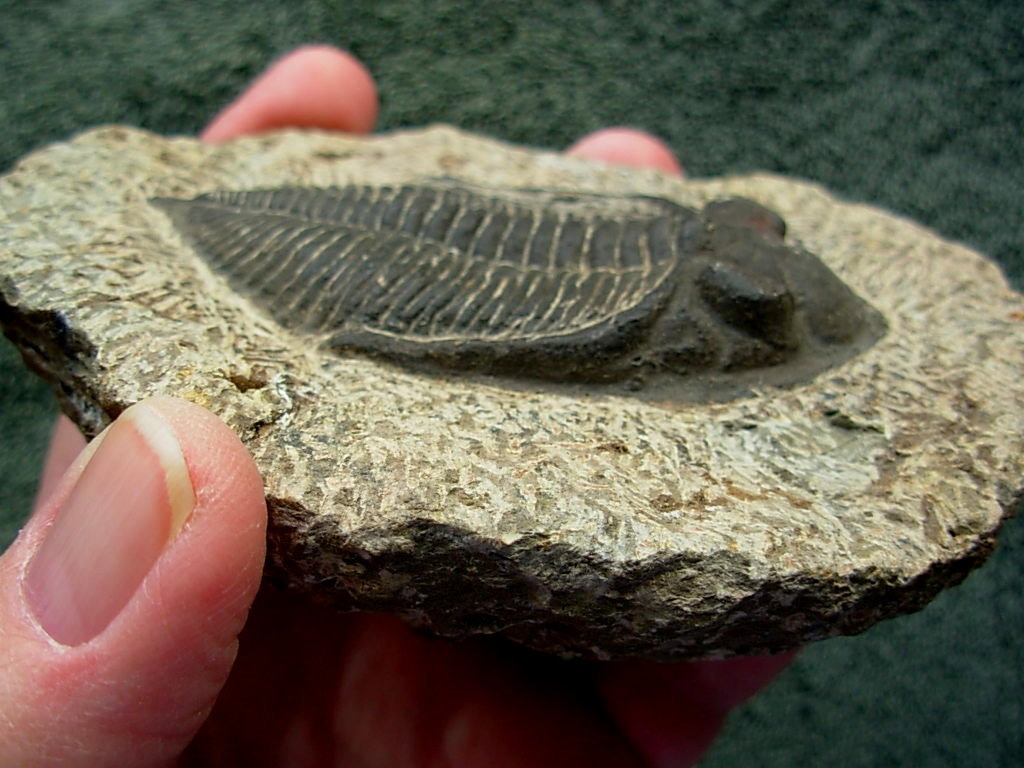 Odontochile spinifera #1 Trilobite from Morocco