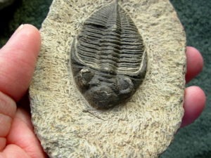 Odontochile spinifera #2 Trilobite from Morocco