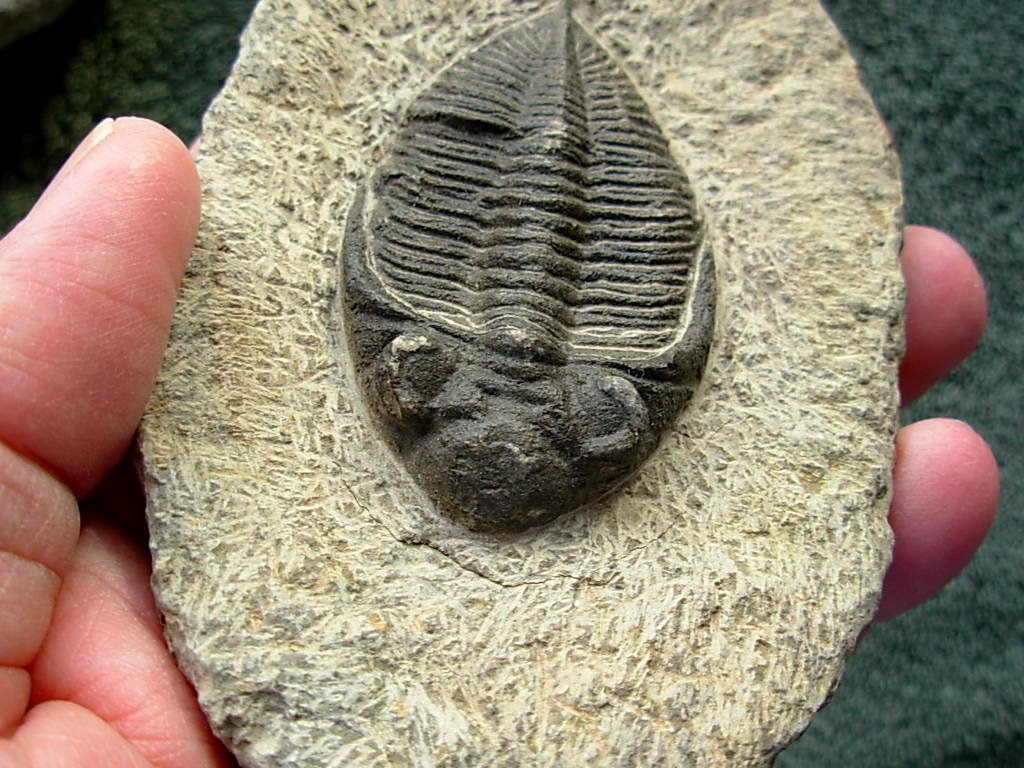 Odontochile spinifera #2 Trilobite from Morocco