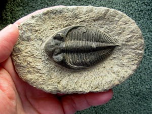 Odontochile spinifera #2 Trilobite from Morocco