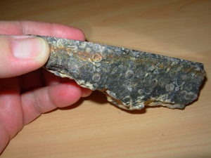 Polished Face Turritella End Cut Fossil Plate