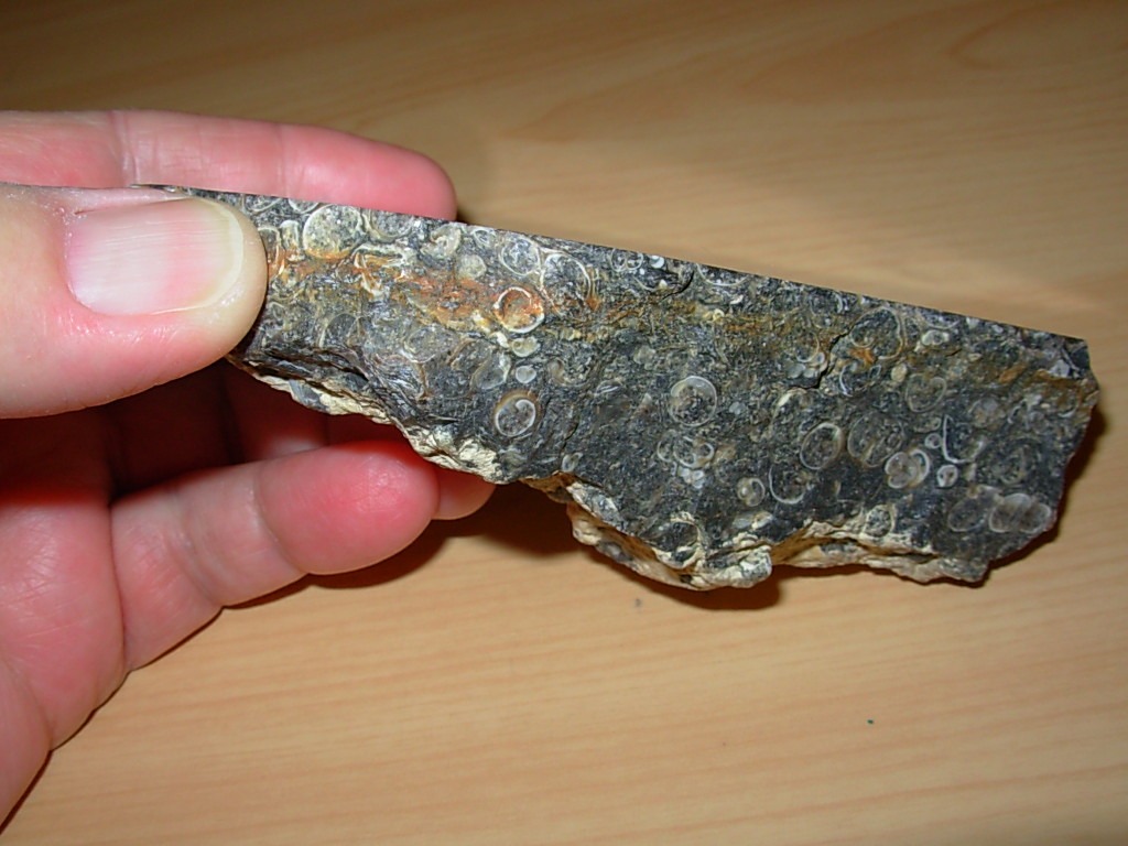 Polished Face Turritella End Cut Fossil Plate