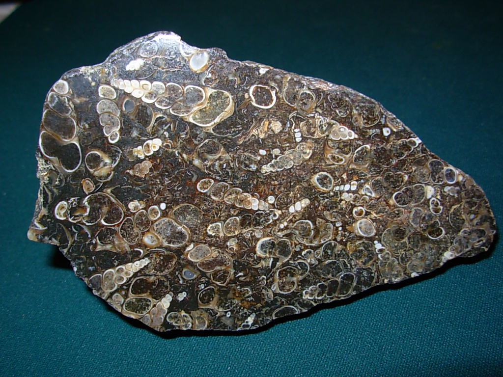 Polished Face Turritella End Cut Fossil Plate