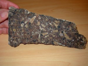 Turritella Fossil Plate rough slab