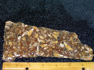 Turritella Fossil Plate rough slab