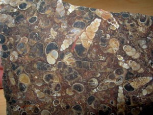 Turritella Fossil Plate rough slab