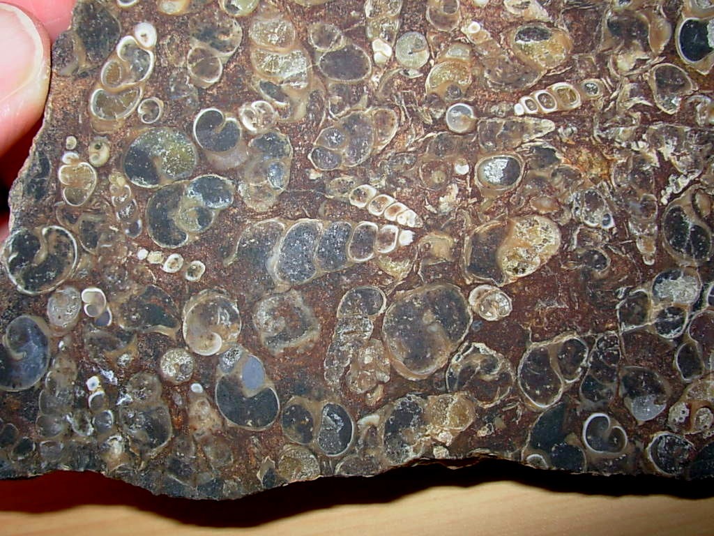 Turritella Fossil Plate rough slab