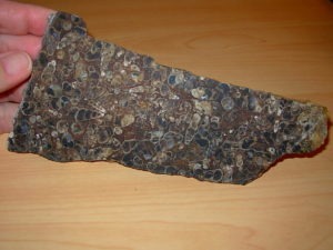 Turritella Fossil Plate rough slab