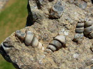 Turritella Fossil Plate