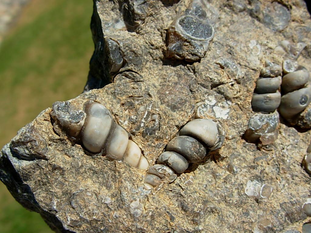 Turritella Fossil Plate