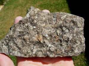 Turritella Fossil Plate