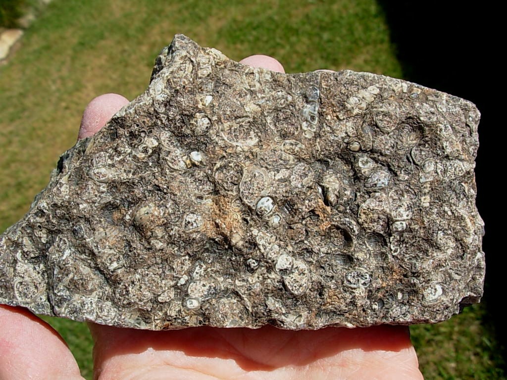 Turritella Fossil Plate