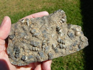 Turritella Fossil Plate