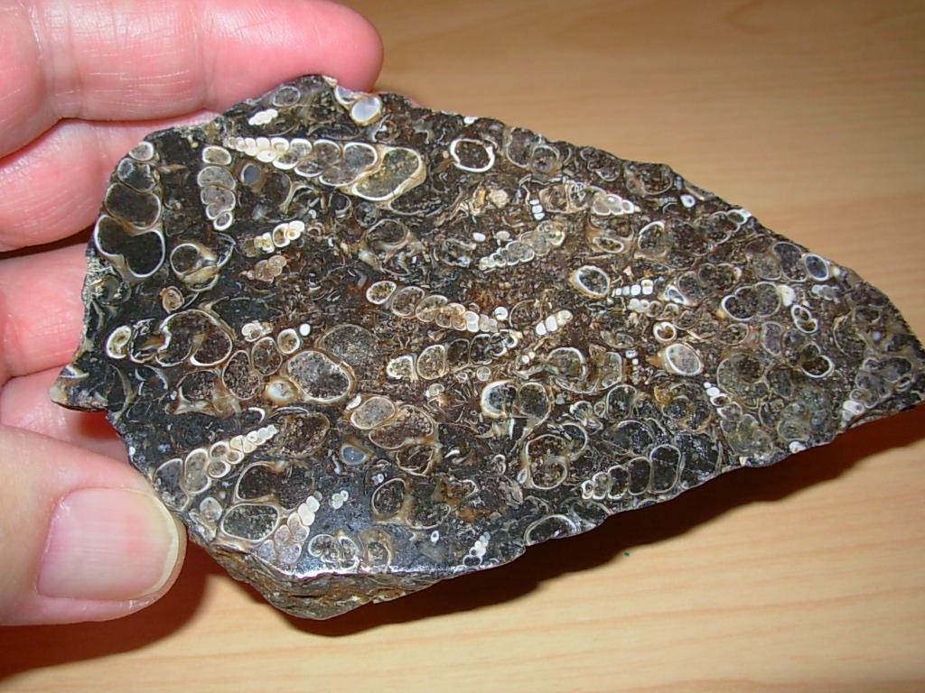 Polished Face Turritella End Cut Fossil Plate