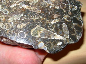 Polished Face Turritella End Cut Fossil Plate