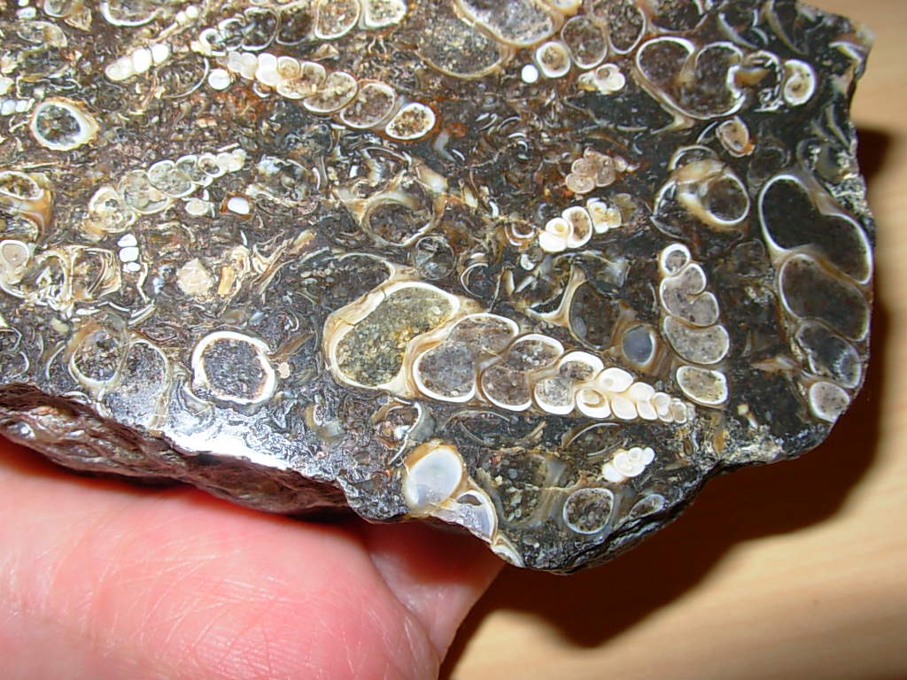 Polished Face Turritella End Cut Fossil Plate