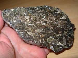 Polished Face Turritella End Cut Fossil Plate