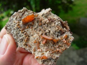 Wulfenite Crystals from the Red Cloud Mine
