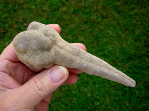 Very Rare 5.5 inch Mount Signal Cauliflower Sand Spike with Inclusion