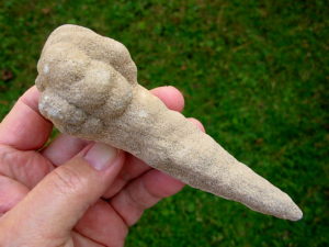 Very Rare 5.5 inch Mount Signal Cauliflower Sand Spike with Inclusion