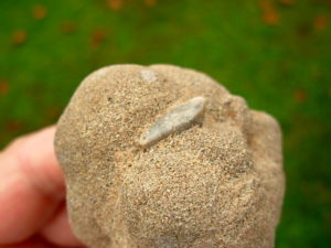 Very Rare 5.5 inch Mount Signal Cauliflower Sand Spike with Inclusion