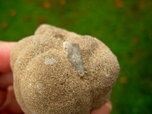 Very Rare 5.5 inch Mount Signal Cauliflower Sand Spike with Inclusion