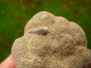 Very Rare 5.5 inch Mount Signal Cauliflower Sand Spike with Inclusion