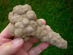Very Rare and Exceptional 4.9 inch Mount Signal Botryoidal Cauliflower Sand Spike
