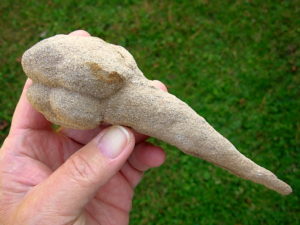 Very Rare 6.7 inch Mount Signal Cauliflower Sand Spike