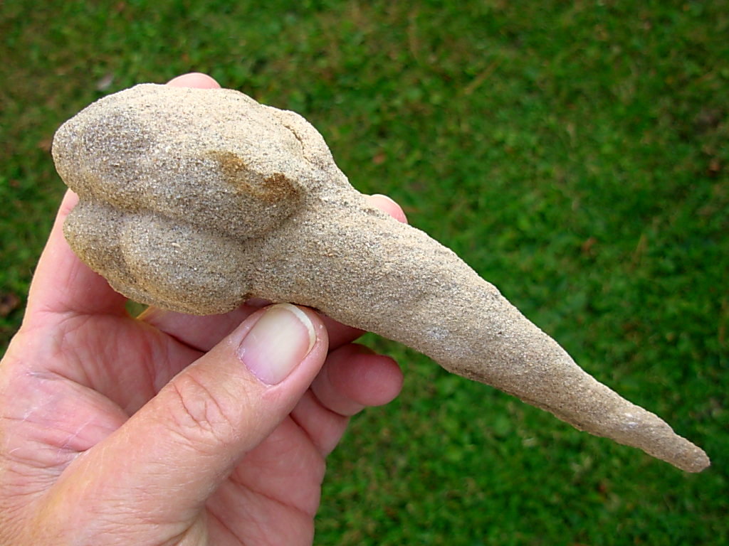 Very Rare 6.7 inch Mount Signal Cauliflower Sand Spike