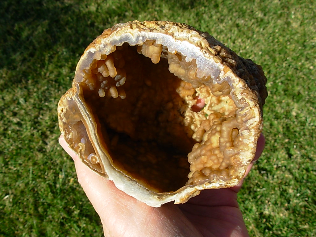 Withlacoochee River Florida Agatized Coral