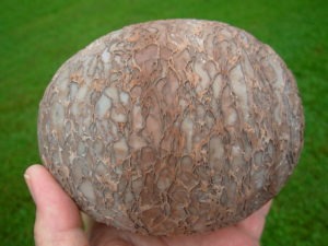 Dragon Eggs