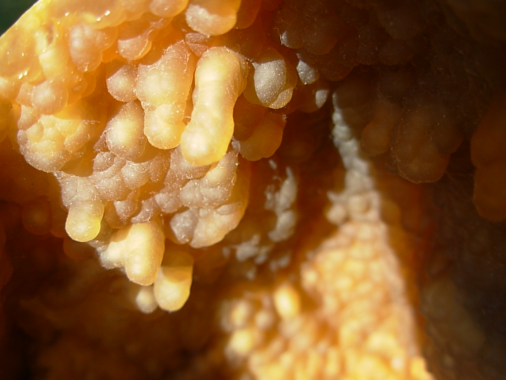 Withlacoochee River Florida Agatized Coral
