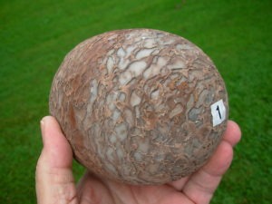 Dragon Eggs