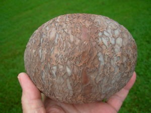 Dragon Eggs