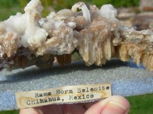 Old Stock Ram Horn Selenite from Chihuahua, Mexico