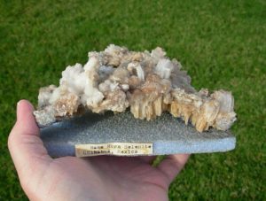 Old Stock Ram Horn Selenite from Chihuahua, Mexico