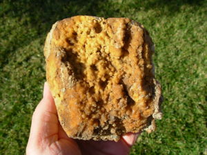 Withlacoochee River Florida Agatized Coral