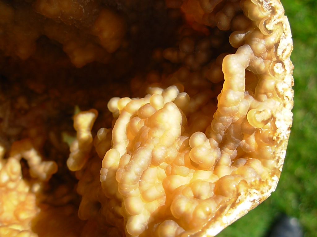 Withlacoochee River Florida Agatized Coral