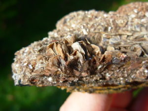 Muscovite on Black Tourmaline from Brazil