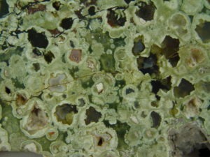 X- Large Polished Face Rain Forest Jasper Slab from Australia