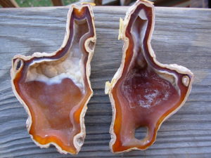 Tampa Bay Ballast Point Fossilized Coral Agate Pair from Roders Coral Museum