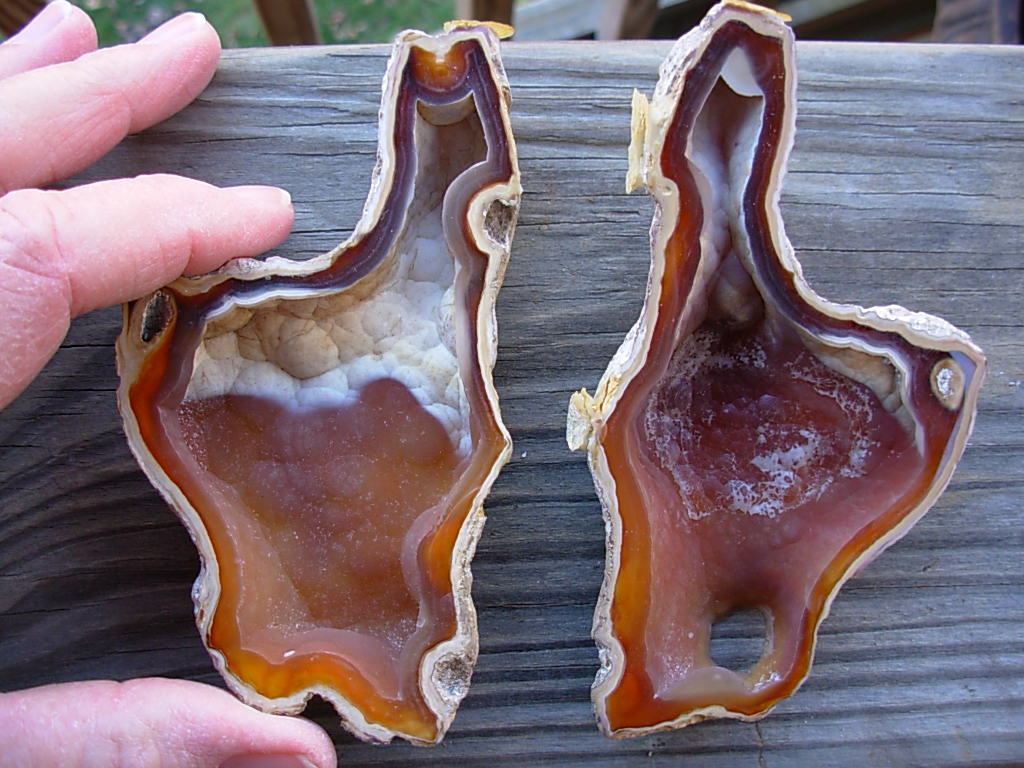 Tampa Bay Ballast Point Fossilized Coral Agate Pair from Roders Coral Museum