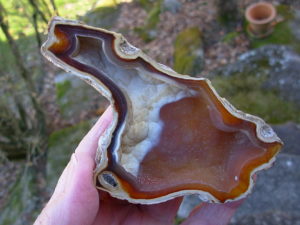 Tampa Bay Ballast Point Fossilized Coral Agate Pair from Roders Coral Museum